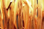 Stojací lampa EUPHORIA 175 CM přírodní naplavené dříví Stojací lampa EUPHORIA 175 CM přírodní naplavené dříví