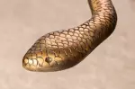 Odkládací stolek WILDLIFE SNAKE 60 CM antik měděný Odkládací stolek WILDLIFE SNAKE 60 CM antik měděný