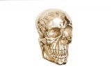 Nástěnná dekorace SKULL 40 CM zlatá Nástěnná dekorace SKULL 40 CM zlatá